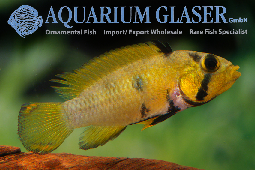 Blue Panda Apisto L - Wild (min. 10 pcs) - Image 3