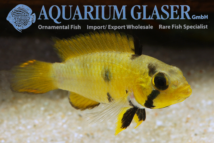 Blue Panda Apisto L - Wild (min. 10 pcs) - Image 4