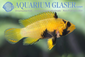 Blue Panda Apisto L - Wild (min. 10 pcs) - Image 5