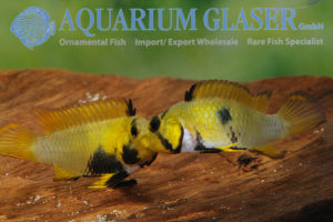 Blue Panda Apisto L - Wild (min. 10 pcs) - Image 8