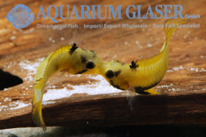 Blue Panda Apisto L - Wild (min. 10 pcs) - Image 10