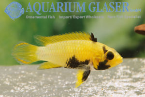 Blue Panda Apisto L - Wild (min. 10 pcs) - Image 7