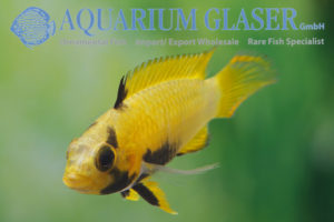 Blue Panda Apisto L - Wild (min. 10 pcs) - Image 6