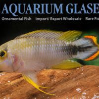 Blue Panda Apisto L - Wild (min. 10 pcs)