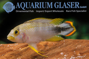 Blue Panda Apisto L - Wild (min. 10 pcs)