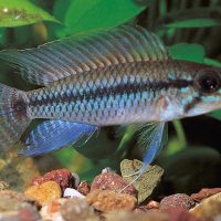 Net Apisto L/XL - Wild (min. 10 pcs)
