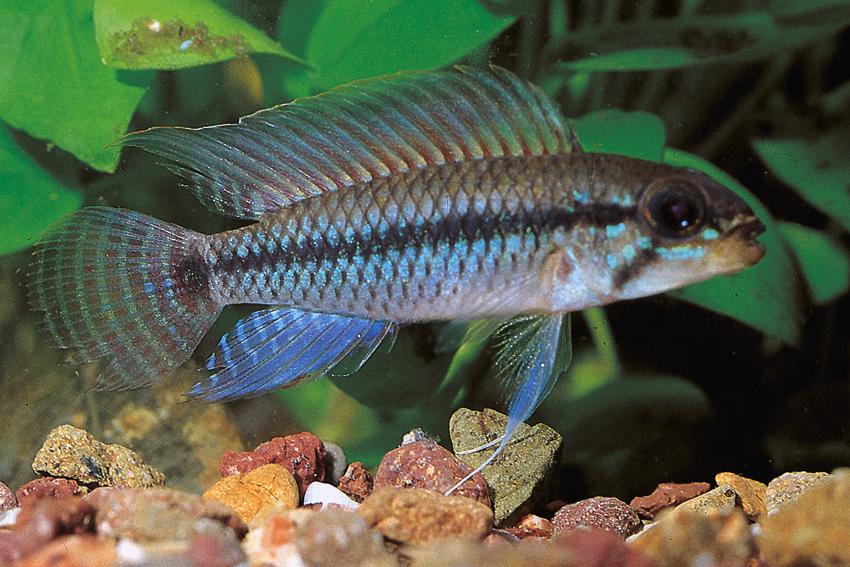 Net Apisto L/XL - Wild (min. 10 pcs)