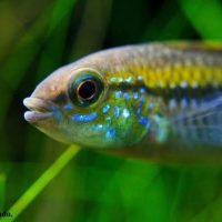 Pulchra Apisto M/L (min. 12 pcs)