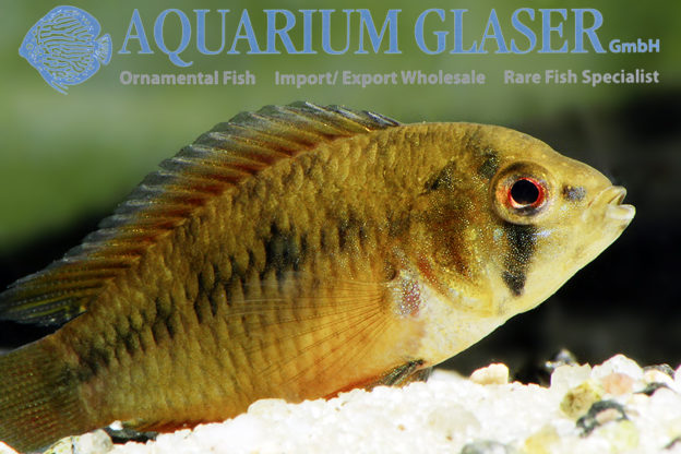 Borelli Apisto - Opal M (min. 18 pcs) - Image 9