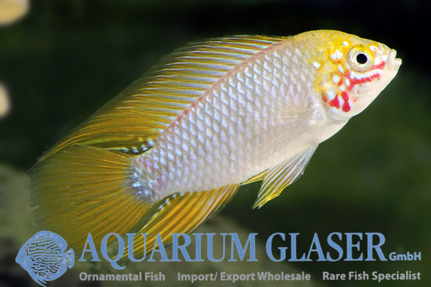 Borelli Apisto - Opal M (min. 18 pcs) - Image 8