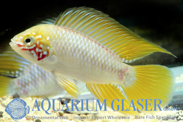Borelli Apisto - Opal M (min. 18 pcs) - Image 11