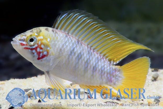 Borelli Apisto - Opal M (min. 18 pcs) - Image 10