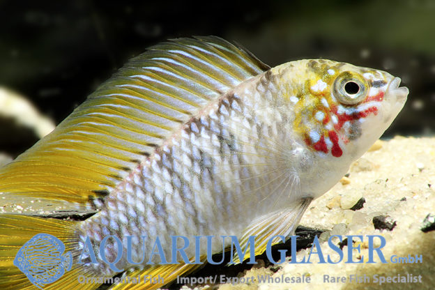 Borelli Apisto - Opal M (min. 18 pcs) - Image 7
