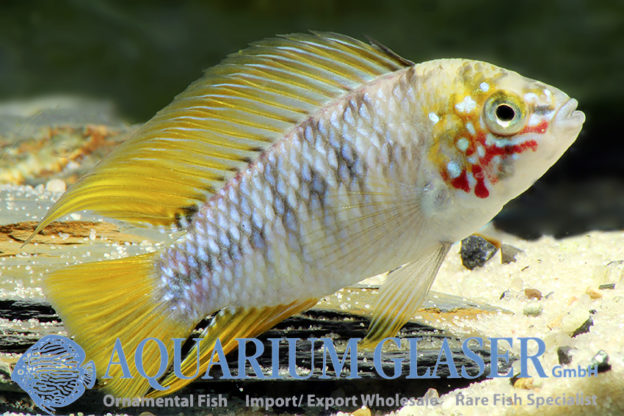 Borelli Apisto - Opal M (min. 18 pcs) - Image 6