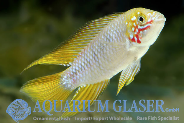 Borelli Apisto - Opal M (min. 18 pcs) - Image 5