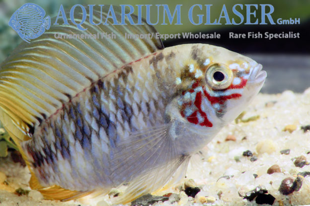 Borelli Apisto - Opal M (min. 18 pcs) - Image 4