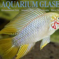 Borelli Apisto - Opal M (min. 18 pcs)