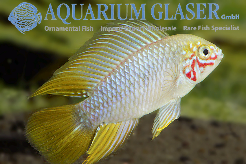 Borelli Apisto - Opal M (min. 18 pcs)