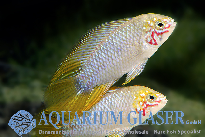 Borelli Apisto - Opal M (min. 18 pcs) - Image 2