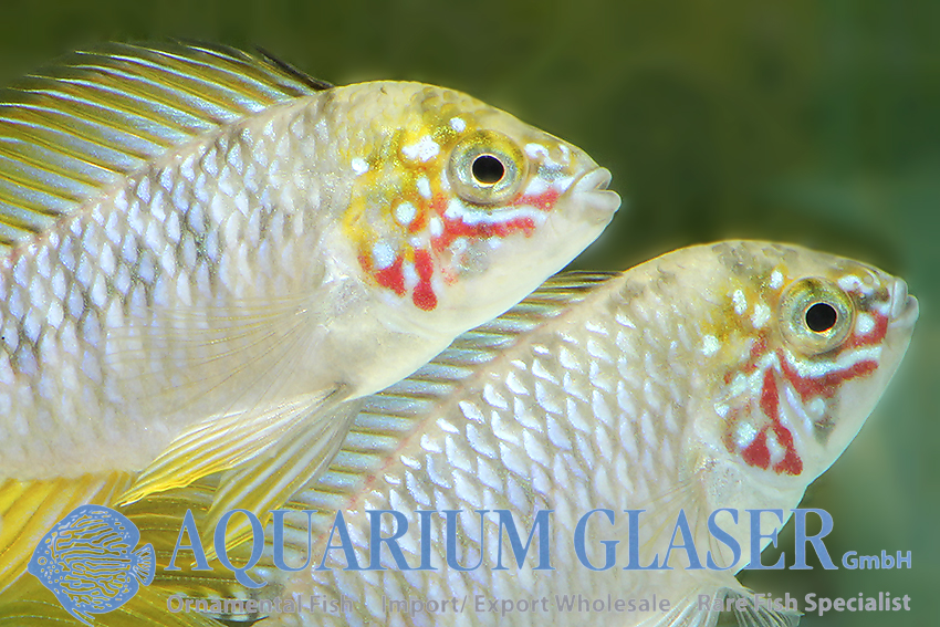 Borelli Apisto - Opal M (min. 18 pcs) - Image 12