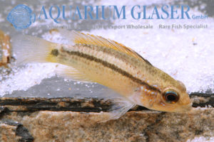 Barbarossa Apisto M/L - Wild (min. 10 pcs) - Image 2