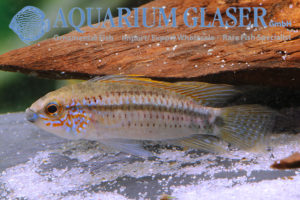 Barbarossa Apisto M/L - Wild (min. 10 pcs) - Image 6