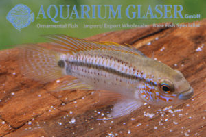 Barbarossa Apisto M/L - Wild (min. 10 pcs) - Image 5