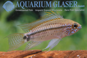 Barbarossa Apisto M/L - Wild (min. 10 pcs) - Image 3