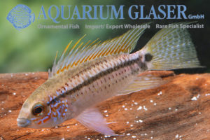 Barbarossa Apisto M/L - Wild (min. 10 pcs) - Image 4