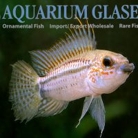 Barbarossa Apisto M/L - Wild (min. 10 pcs)