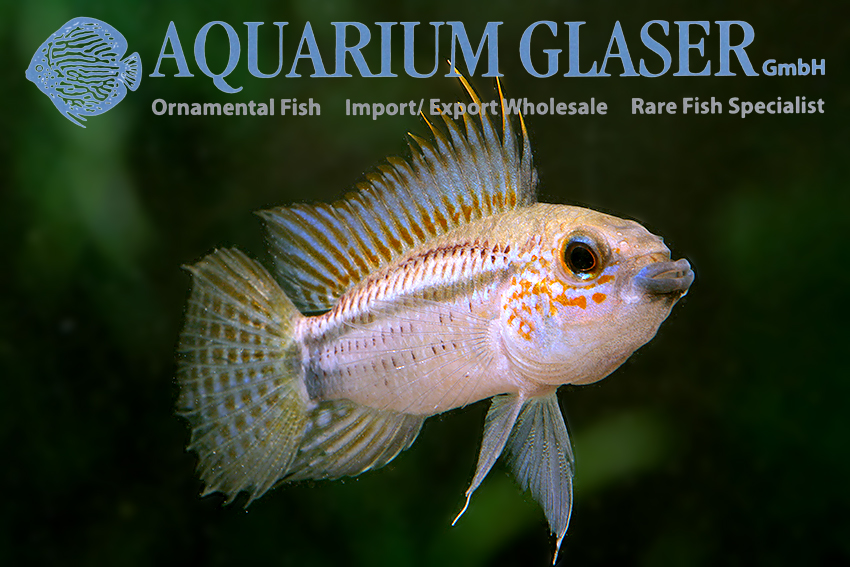 Barbarossa Apisto M/L - Wild (min. 10 pcs)