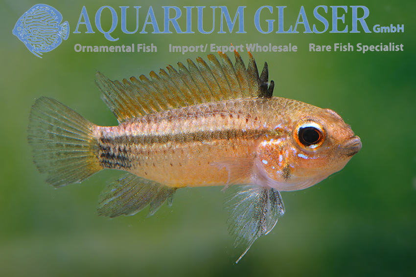 Barbarossa Apisto M/L - Wild (min. 10 pcs) - Image 7