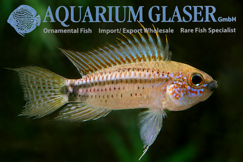Barbarossa Apisto M/L - Wild (min. 10 pcs) - Image 8