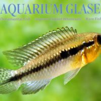 Redseam Apisto M/L - Wild (min. 10 pcs)