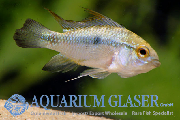 Three-striped Apisto S (min. 30 pcs) - Image 10