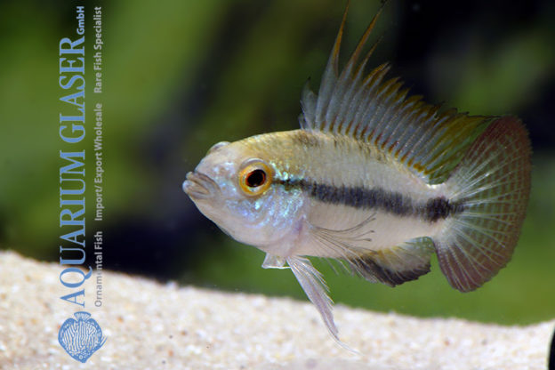 Three-striped Apisto S (min. 30 pcs) - Image 11