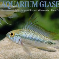 Three-striped Apisto S (min. 30 pcs)
