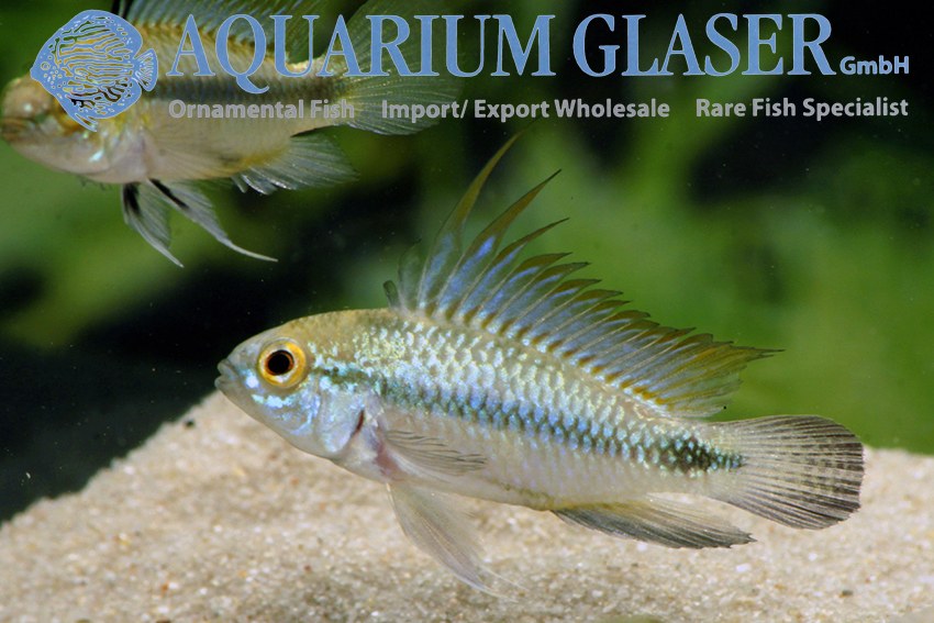 Three-striped Apisto S (min. 30 pcs)