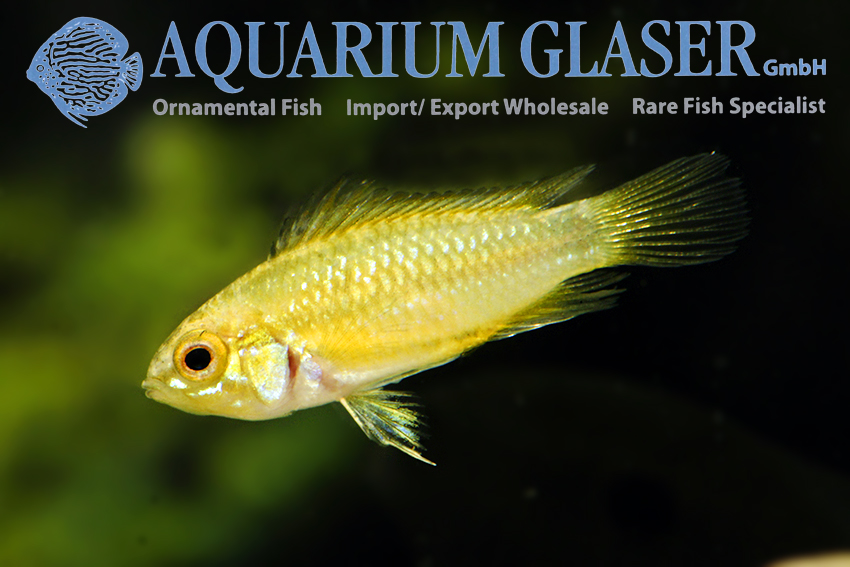 Three-striped Apisto S (min. 30 pcs) - Image 2