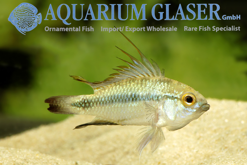 Three-striped Apisto S (min. 30 pcs) - Image 3