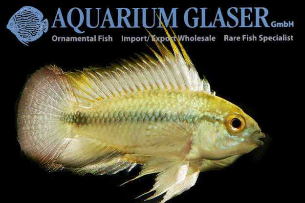 Three-striped Apisto S (min. 30 pcs) - Image 9