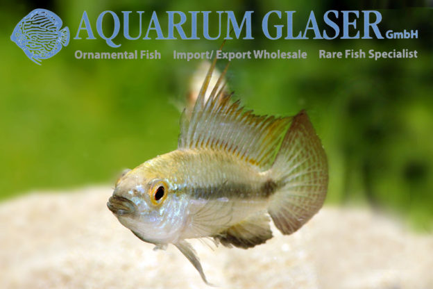 Three-striped Apisto S (min. 30 pcs) - Image 4