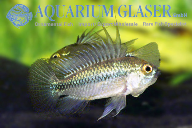 Three-striped Apisto S (min. 30 pcs) - Image 5
