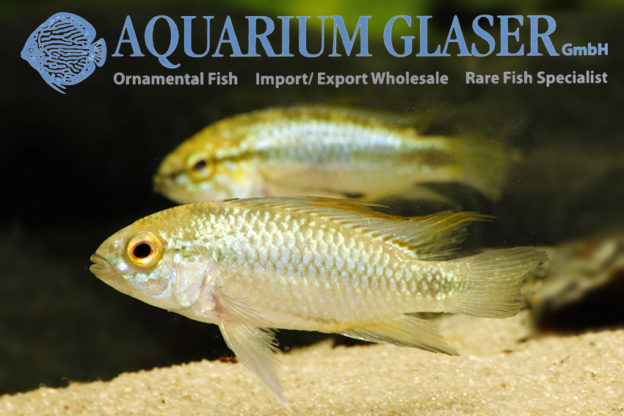 Three-striped Apisto S (min. 30 pcs) - Image 6