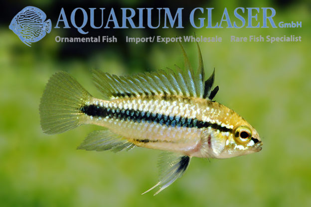 Three-striped Apisto S (min. 30 pcs) - Image 7