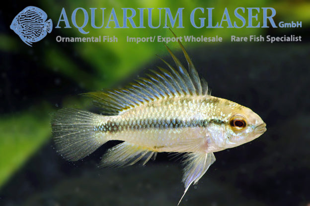 Three-striped Apisto S (min. 30 pcs) - Image 8