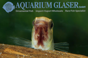 Wilhelm's Apisto L - Wild (min. 10 pcs) - Image 5