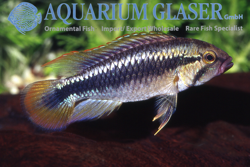 Wilhelm's Apisto L - Wild (min. 10 pcs) - Image 3