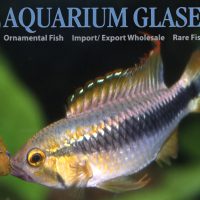 Wilhelm's Apisto L - Wild (min. 10 pcs)