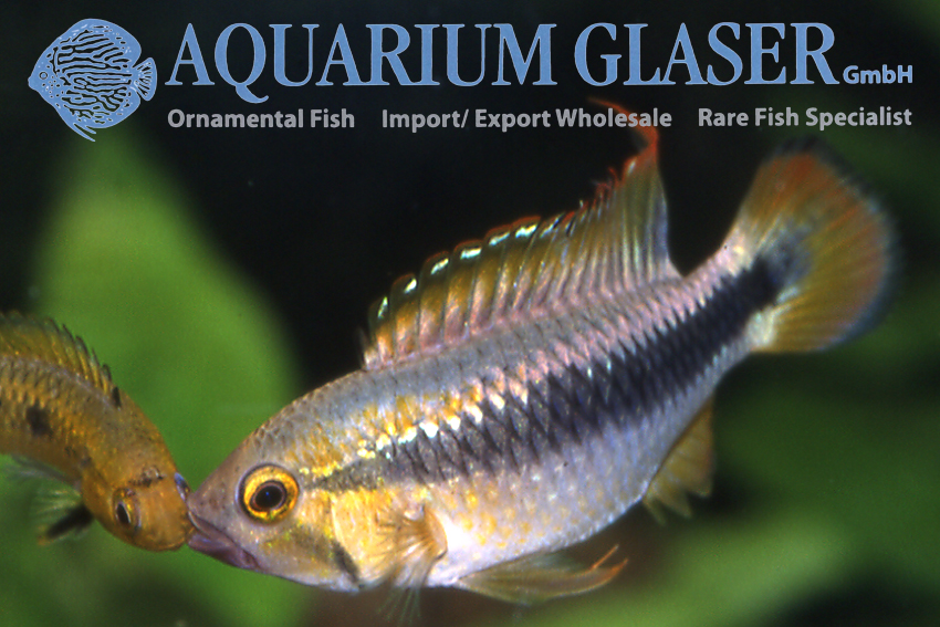 Wilhelm's Apisto L - Wild (min. 10 pcs)